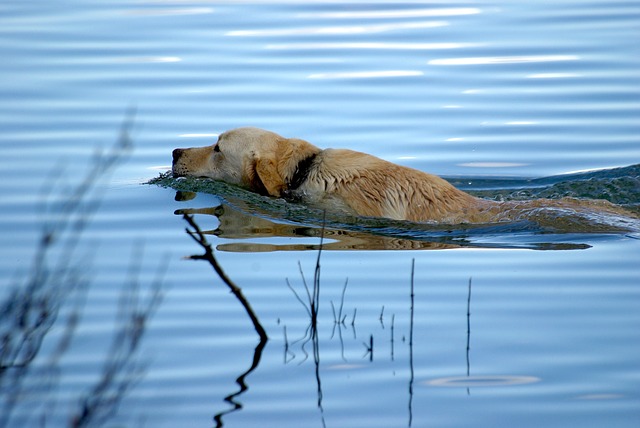 plavání psa